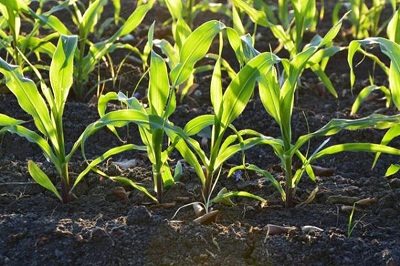 Bổ sung đá silicat vào đất nông nghiệp giúp gia tăng sản lượng cây trồng và hạn chế phát thải khí CO2