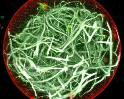 Nghiên cứu dụng cụ quang hợp cho các tế bào nhân tạo